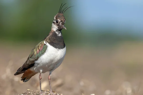 Der Nördliche Kiebitz Vanellus Vanellus Nistet Auf Einem Ackerfeld Einer — Stockfoto