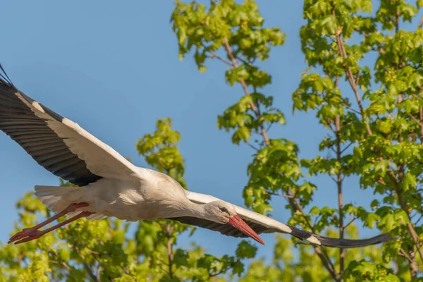 Weißstorch Ciconia Ciconia Auf Dem Flug Einem Dorf Frühling Muttersholtz — Stockfoto