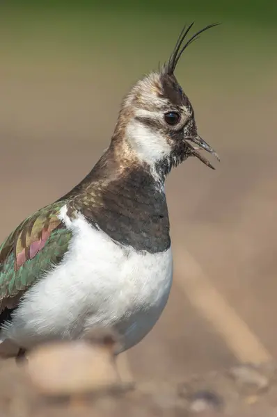 Der Nördliche Kiebitz Vanellus Vanellus Nistet Auf Einem Ackerfeld Einer — Stockfoto