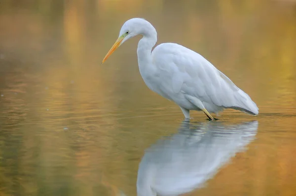 Μεγάλη Egret Ardea Alba Αλιεία Ένα Ποτάμι Ένα Δάσος Αλσατία — Φωτογραφία Αρχείου