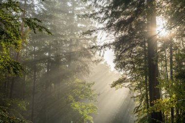 Sonbaharda bir dağ ormanında sislerin arasından güneş ışığı huzmeleri. Vosges, Alsace, Fransa.