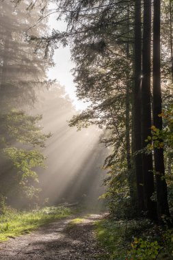 Sonbaharda bir dağ ormanında sislerin arasından güneş ışığı huzmeleri. Vosges, Alsace, Fransa.