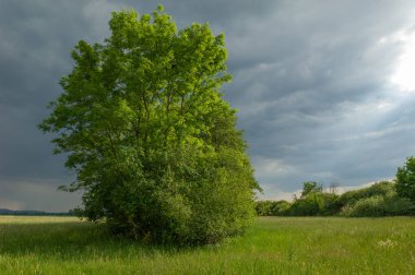 Yağmurlu bahar havasında bir çayır üzerinde fırtınalı gökyüzü. Alsace, Fransa.