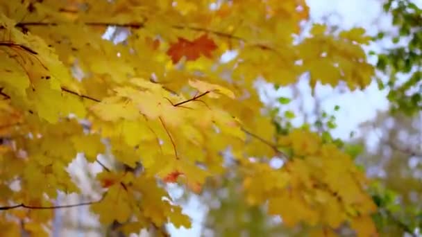 Verwischte rot-gelb-grüne Ahornblätter auf einem Ast. Herbstkonzept. — Stockvideo