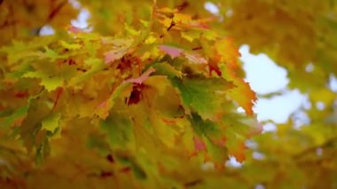 Bulanık kırmızı-sarı akçaağaç yaprakları dalda. Sonbahar konsepti.