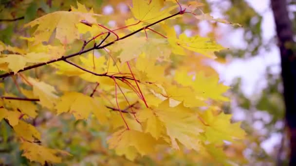 Κόκκινα-κίτρινα φύλλα σφενδάμου σε ένα κλαδί. Φθινοπωρινή ιδέα. — Αρχείο Βίντεο