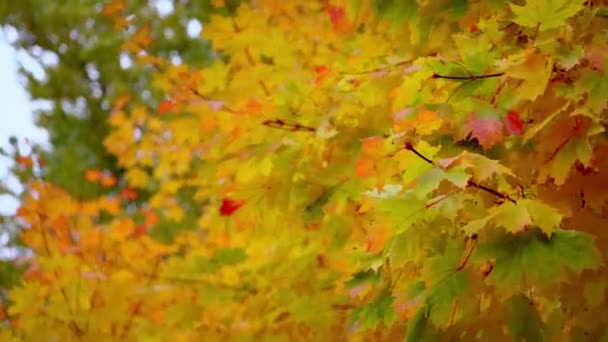 Wazig Rood-gele groene esdoorn bladeren op een tak. Najaarsconcept. — Stockvideo