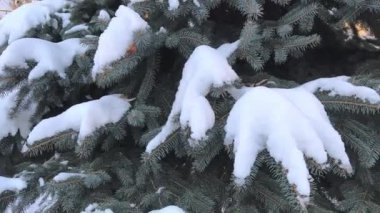 branches of an evergreen tree in the snow