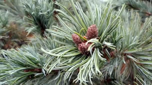 Branch of Pine Tree with long needles and Pine Cone — Vídeo de stock