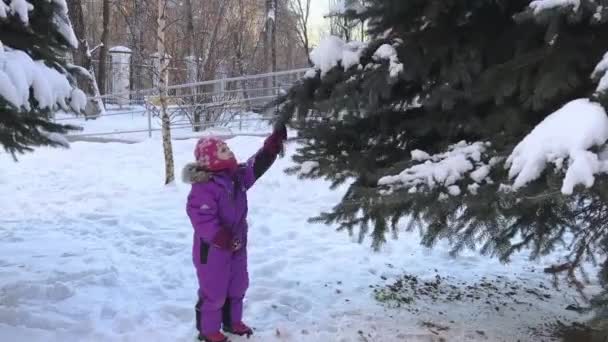 A girl shakes a spruce branch and snow falls on her in winter — Vídeos de Stock
