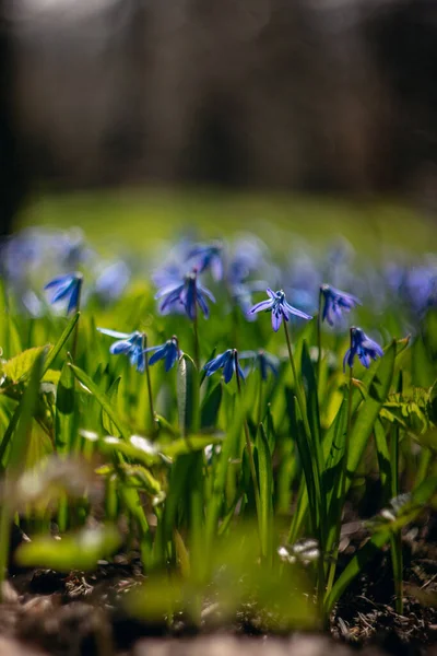 First Fresh Spring Flowers Beautiful Blue Flower Scylla Background Nature — Stock Photo, Image