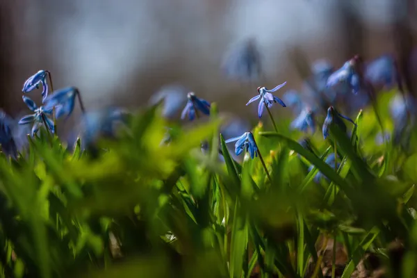 Erste Frische Frühlingsblumen Schöne Blaue Blume Skylla Vor Dem Hintergrund — Stockfoto