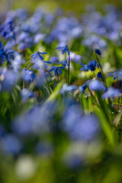 Första Färska Vårblommorna Vacker Blå Blomma Scylla Bakgrunden Naturen Skjuten — Stockfoto