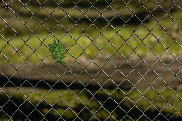 Concept Territory Protection Prohibition Enter Parks Metal Wire Mesh Fence — Stock Photo, Image