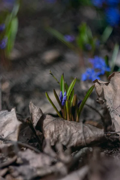 Πρώτα Φρέσκα Ανοιξιάτικα Λουλούδια Όμορφο Μπλε Λουλούδι Scylla Στο Φόντο — Φωτογραφία Αρχείου