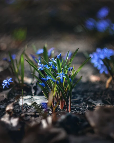 First Fresh Spring Flowers Beautiful Blue Flower Scylla Background Nature — Stock Photo, Image