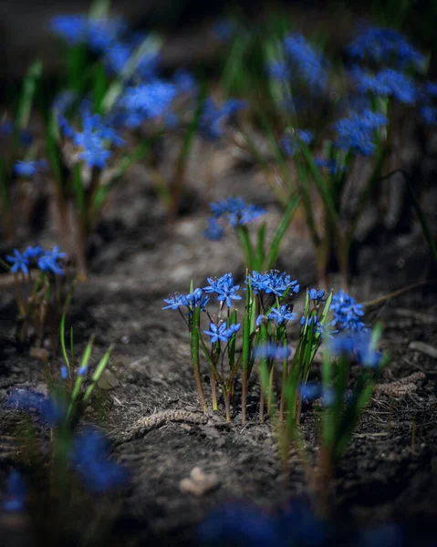 Eerste Verse Lentebloemen Prachtige Blauwe Bloem Scylla Achtergrond Van Natuur — Stockfoto