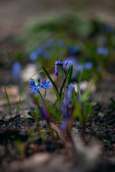 Eerste Verse Lentebloemen Prachtige Blauwe Bloem Scylla Achtergrond Van Natuur — Stockfoto