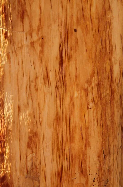 Nahaufnahme Von Weißkiefer Pinus Albicaulis Baumstammholz Den Beartooth Mountains Montana — Stockfoto