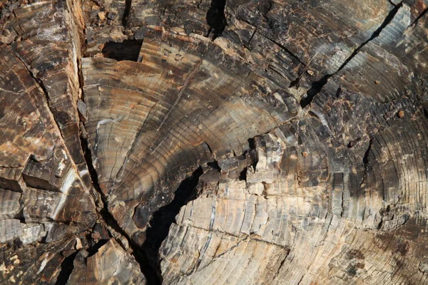 Zbliżenie Skamieniałego Pniaka Parku Narodowym Yellowstone Wyoming — Zdjęcie stockowe