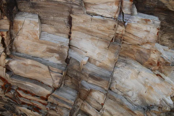 Close Petrified Log Yellowstone National Park Wyoming — Stock Photo, Image