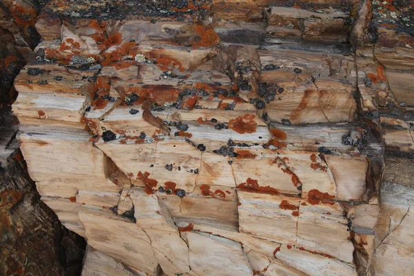 Grumes Pétrifiés Dans Parc National Yellowstone Wyoming — Photo