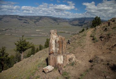Yellowstone Ulusal Parkı, Wyoming 'deki taşlaşmış ağaç.
