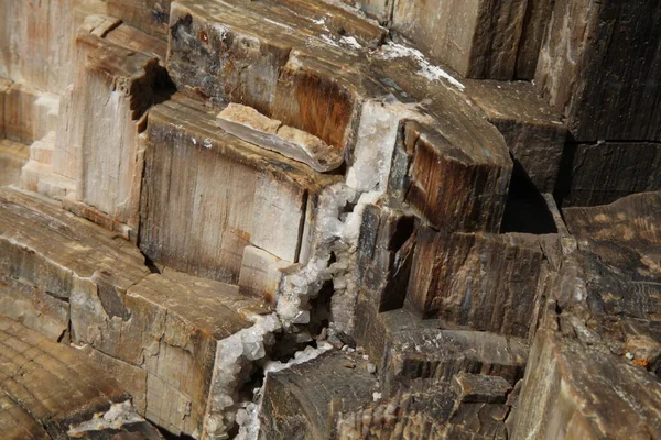 Close Petrified Tree Yellowstone National Park Wyoming — Stockfoto