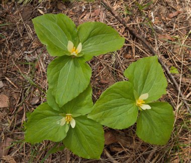 Trillium (Trillium) Sierra Nevada Dağ Sırası, Kaliforniya 'da kır çiçekleri