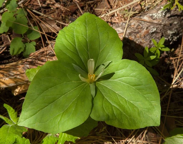 Trillium (Trillium) Sierra Nevada Dağ Sırası, Kaliforniya 'da kır çiçekleri