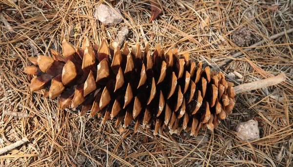Close Sugar Pine Pinus Lambertiana Kegel Lassen Volcanic National Park — Stockfoto
