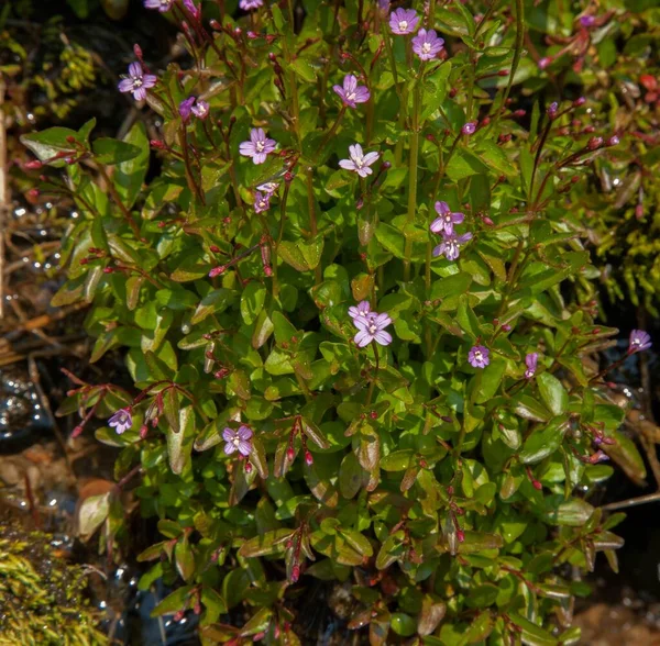 Alpine Willowherb Epilobium Anagallidifolium Pink Wildflowers Beartooth Mountains Montana —  Fotos de Stock