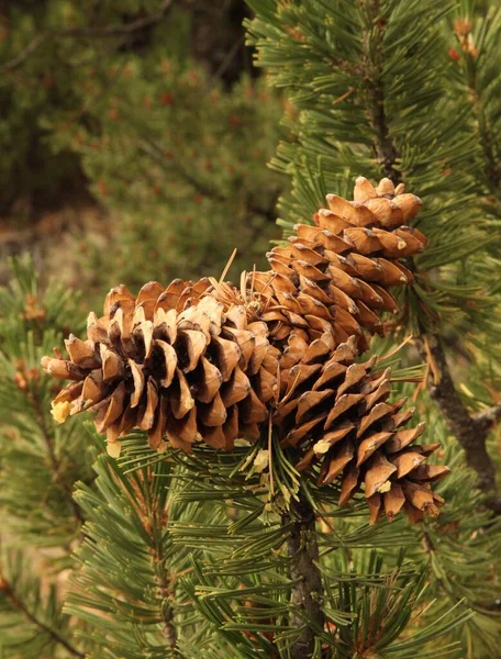 Limber Pine Pinus Flexilis Cones Wind River Range Wyoming — стокове фото