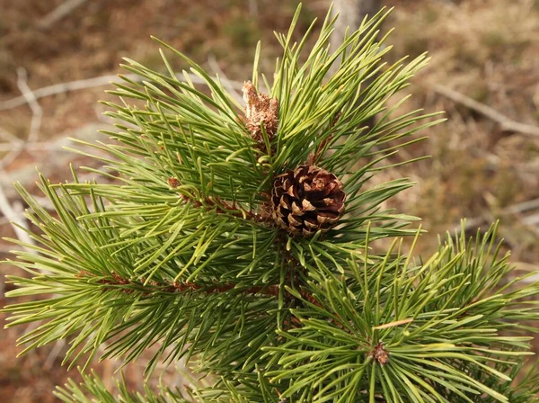 Ладжпольська Сосна Pinus Contorta Конус Beartooth Mountains Montana — стокове фото