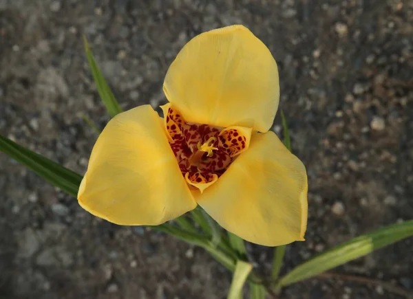 モンタナ州に咲く1つの黄色いティグリアの庭の花 — ストック写真