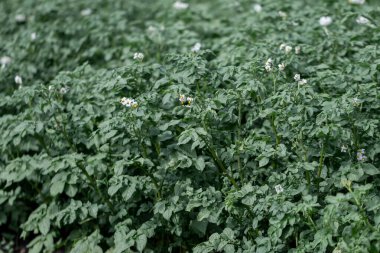Patates tarlası çiçek açmış. Evinde sebze yetiştiriyorsun. Bahçeden taze sağlık ürünleri..