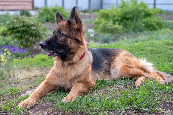 Cane Pastore Tedesco Giace Sull Erba Grande Cane Guardia Casa — Foto Stock