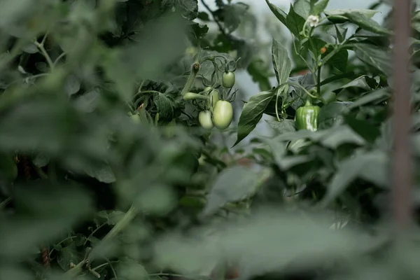 Groene Tomaten Takken Groenten Verbouwen Huis Verse Gezondheidsproducten Uit Tuin — Stockfoto