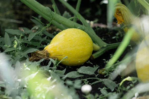 Желтая Тыква Ветках Крупным Планом Выращивание Овощей Вашем Доме Свежие — стоковое фото