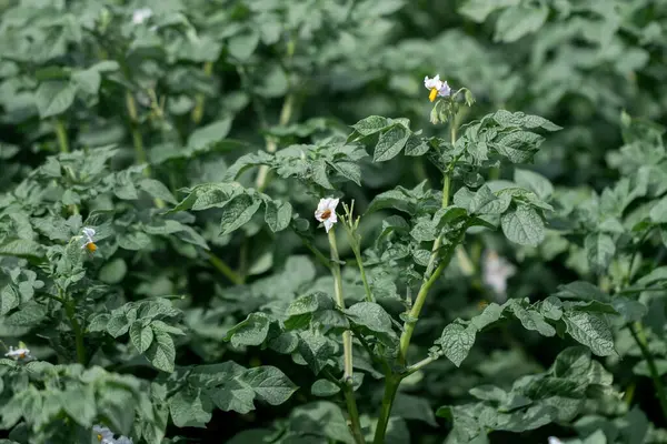 Картофельное Поле Цвету Выращивание Овощей Вашем Доме Свежие Продукты Здоровья — стоковое фото