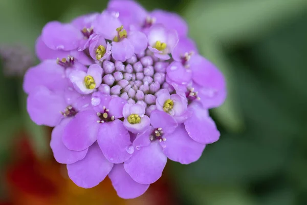 Bahçedeki Sevimli Güzel Çiçekler Yakın Plan Eğilimli Doğa Yeşili Canlı — Stok fotoğraf