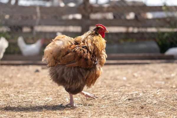 Evcil Tavuklar Çiftlik Hayvanı Yetiştiriciliği Kızıl Horoz Yakın Plan Stok Fotoğraf