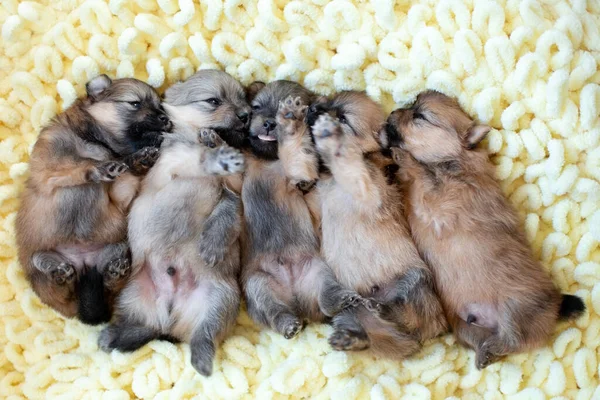 素敵なポメラニアのスピッツが眠っています 可愛い子犬たち 生まれたての犬 — ストック写真