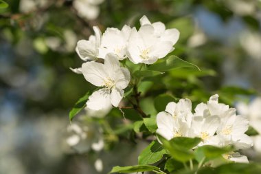 İlkbahar. Yakın planda çiçek açan elma ağacı.