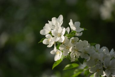 İlkbahar. Yakın planda çiçek açan elma ağacı.