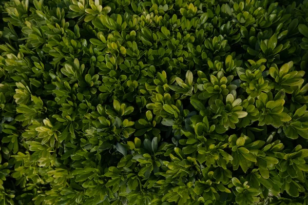 Natural Green Background Leaves Texture Shrub Plant Close — Stock Photo, Image