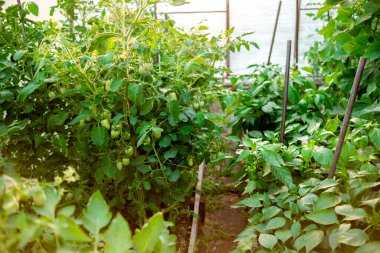 Green tomatoes and peppers in a greenhouse with soft selective focus. Vegetable garden season. Dreamy image of beautiful nature. Summer blurred background in green tones.
