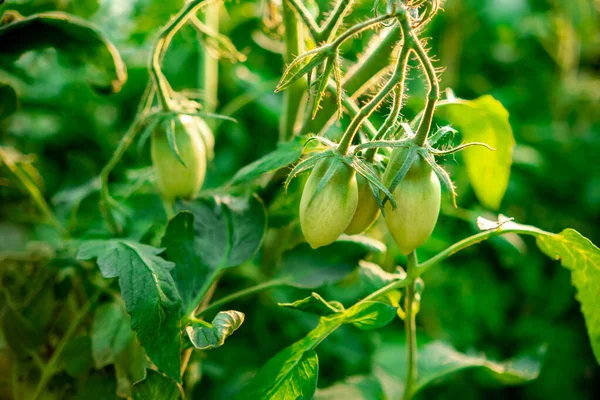 Green Tomatoes Close Soft Selective Focus Vegetable Garden Season Dreamy — стоковое фото