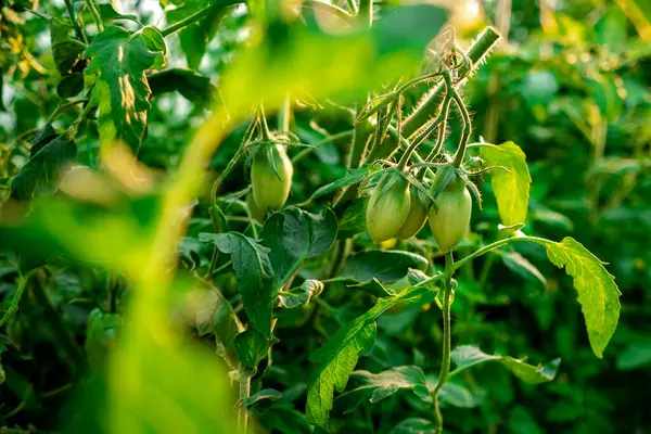 Green Tomatoes Close Soft Selective Focus Vegetable Garden Season Dreamy — стоковое фото