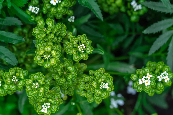 녹색의 꽃들은 부드럽게 선택적으로 초점을 맞춥니다 아름다운 자연의 이미지 여름의 — 스톡 사진